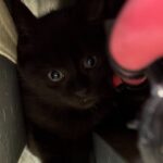 Le fil d'Erik 1 Le chaton, regard apeuré, se cache dans un recoin du soubassement de la voiture.