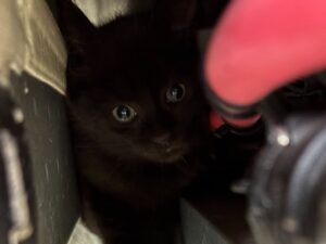 Le fil d'Erik 1 Le chaton, regard apeuré, se cache dans un recoin du soubassement de la voiture.