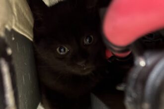 Le fil d'Erik 1 Le chaton, regard apeuré, se cache dans un recoin du soubassement de la voiture.